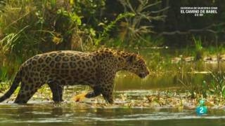 Colombia salvaje Chiribiquete viaje al corazón de la amazonía Documental [upl. by Hsac]