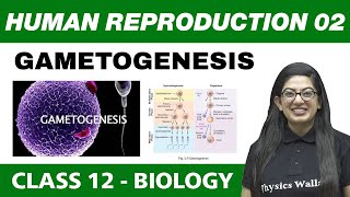 Human Reproduction 02  Gametogenesis  Class 12 NCERT [upl. by Lytsirhc]