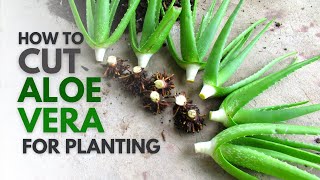 How To Cut Aloe Vera For Planting [upl. by Einnok]