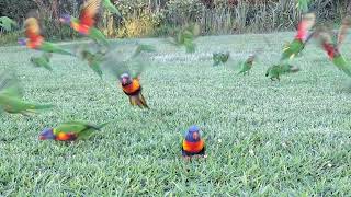 Loriquets arcenciel en Australie [upl. by Euqinemod993]