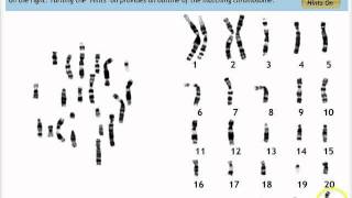 Make a Karyotype [upl. by Asoramla]