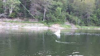 A VERY LARGE TACTICAL SALMON ON A DRY FLYIMPROVED VIDEO QUALITY [upl. by Kelci188]