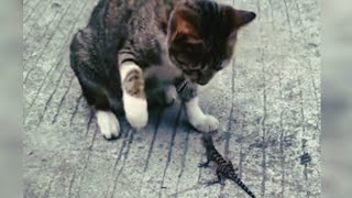 Cat chasing lizardcatLizardwildlifeytvideo [upl. by Rosner514]