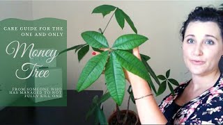 Money Tree Care Guide [upl. by Bloomer206]