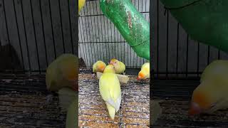 Ternak lovebird pb creamino [upl. by Akiemehs]