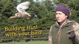 Falconry Basics  Building Trust [upl. by Jinny]