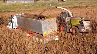 Sorghum silage 2021 [upl. by Soulier527]