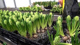 Netherlands Agriculture Technology  Cultivation Of Hyacinths In Greenhouse [upl. by Strickland174]