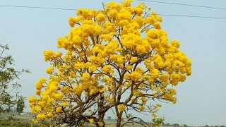 Tabebuia Tree  Blooming Yellow Flowers [upl. by Katerina]