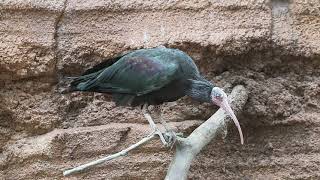 The Northern Bald Ibis  SINGAPORE BIRDING  4K [upl. by Niarb]