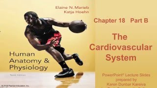 Anatomy and Physiology Chapter 18 Part B Lecture The Cardiovascular System [upl. by Wawro]