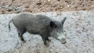 Die Laute des Wildschweins Tierlaute Tiergeräusche Wildschwein Schwein Sau Eber Grunzen [upl. by Werdma]