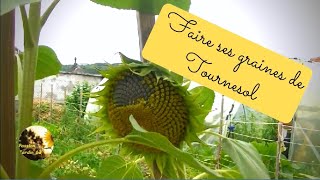 Faire ses graines de  Tournesol [upl. by Chrissy]