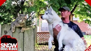 Cat Invades the Husky Yard [upl. by Tuneberg]