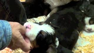 4 week old Bernese Mountain Dog Puppies [upl. by Burroughs709]