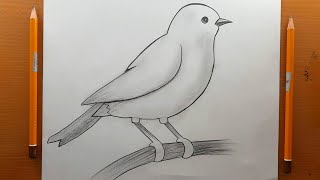 Come disegnare un uccello  Come fare un facile disegno di uccelli con il carboncino a matita [upl. by Ayama300]