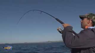 How to catch Reef Fish  Fishing  BCF [upl. by Stanislas]