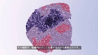 Visium 空間的遺伝子発現ソリューション｜「何」が「どこで」起きているのかを解き明かす [upl. by Attwood]