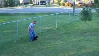 10 week old Boykin Spaniel pup training  part 2 [upl. by Maidel245]