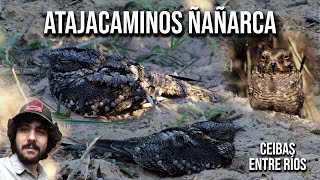 Atajacaminos ñañarca 4K Systellura longirostris Bandwinged Nightjar Gallina ciega Chotacabras [upl. by Alger]