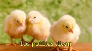 Los pollitos dicen pío pío KARAOKE INSTRUMENTAL el pollito tito INSTRUMENTAL SAY CHICKS 器乐SAY小鸡 [upl. by Eednac]