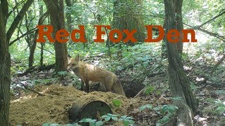 Fox den timelapse from our backyard trail cam [upl. by Nicholle833]