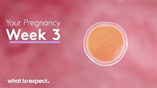 3 Weeks Pregnant  What to Expect [upl. by Issi]