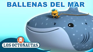 Los Octonautas Oficial En Español  Ballenas del mar  ¡Especial de una hora  Episodios Completos [upl. by Droc]