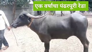 Pandharpuri Buffalo एक वर्षाचा पंढरपूरी रेडा 💜🦬💫 [upl. by Trotter26]