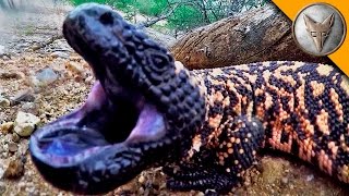 Gila Monster BITE [upl. by Enilemme328]