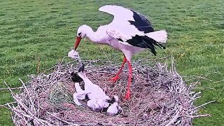 Mother Saving Immature Baby bird Being Eaten by its mature Sibling  Stork Birds in nest [upl. by Nivek]