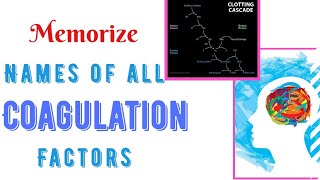 Coagulation factors names Mnemonic [upl. by Eicyac804]