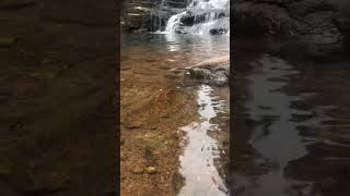 Vattakanal waterfalls  Kodaikanal  Positive Vibes [upl. by Ethelbert]