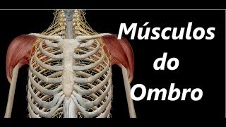 Anatomia dos Músculos do Ombro em 3D [upl. by Aiam]