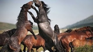 Caballos quotSALVAJESquot  Documentales de animales salvajes en español [upl. by Nabi]