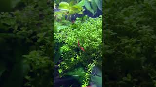 🌱 Hemianthus callitrichoides „Cuba“ shorts aquarium neocaridina [upl. by Trudie]