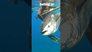 😲Spearfishing Huge Bluefin Tuna 200kg spearfishing spearfishinglife pesca pescasubmarina tuna [upl. by Riba]