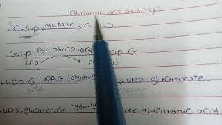 💚 Biochemistry 💛 carbohydrate metabolism 💚 Glucuronic acid pathway 💛 [upl. by Noyrb]