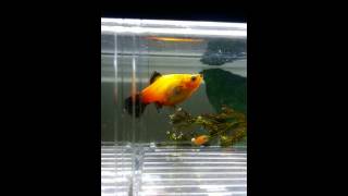 Orange platy giving birth to 40plus fish fries [upl. by Sabsay]