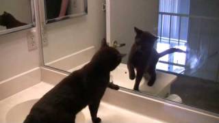 Cat fights herself in the mirror Godivas New Friend [upl. by Oretos329]