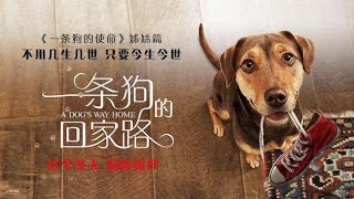 《一条狗的回家路  A Dogs Way Home》流浪狗为找主人横跨大半个美国，还收养了一只美洲狮！ [upl. by Nnaarual]