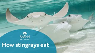 How Stingrays Eat [upl. by Gnod]