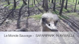 Le Monde Sauvage  SAFARIPARK IN AYWAILLE 20180407 [upl. by Lovel658]