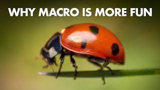 4 Reasons Macro Photography is More Fun than Landscape Photography [upl. by Zavala]