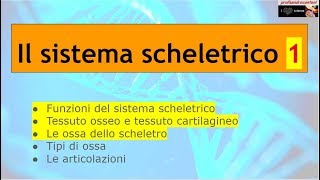 Sistema scheletrico  Parte 1 [upl. by Eiroc]