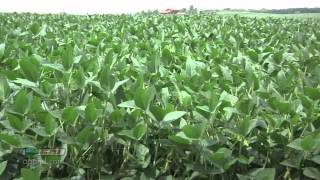 Farm Basics 738Soybean Growth Stages Air Date 52712 [upl. by Yrrak]