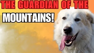 Great Pyrenees Everything You Need to Know About This Majestic Guardian Dog [upl. by Bolten194]