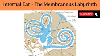 Membranous Labyrinth Cochlear Duct Spiral Organ of Corti  Saccule Utricle amp Semicircular ducts [upl. by Aimik]