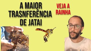 Maior colméia de jatai que já vi fazer transferência [upl. by Grube524]