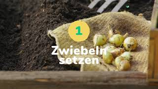 Zwiebeln selbst stecken und ernten 🧅 [upl. by Oj]